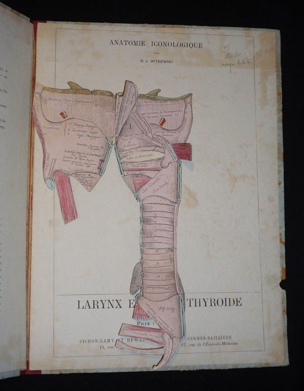 Anatomie iconologique : Larynx et corps thyroïde