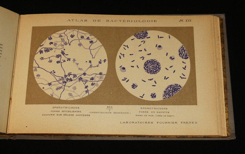 Atlas de bactériologie