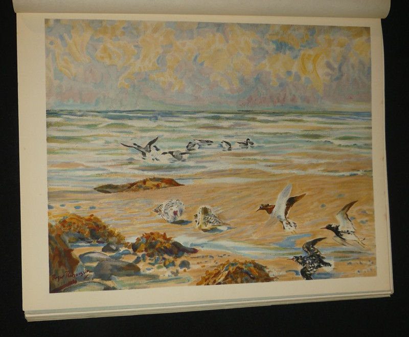 L'oiseau chez lui, oiseaux de mer et de rivages